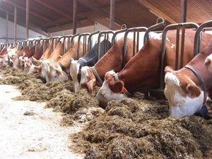 Landwirtschaftlicher Betrieb, Stall